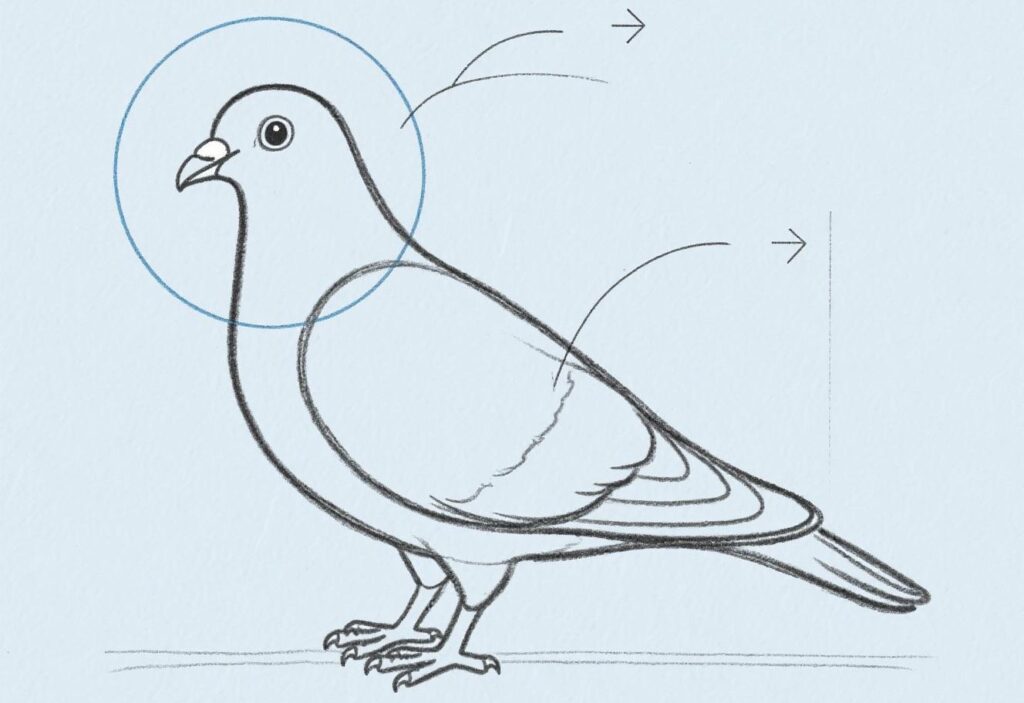 Menggambar burung merpati
