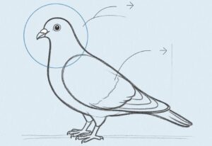 Menggambar burung merpati