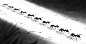 Menggambar koloni semut 