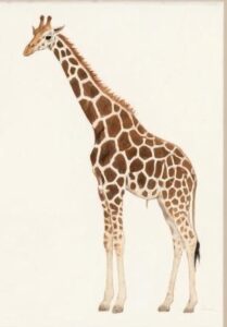 Cara Menggambar Hewan Hutan