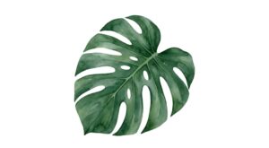 gambar monstera