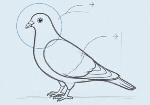 contoh sketsa merpati