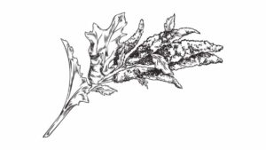 contoh gambar sketsa tumbuhan